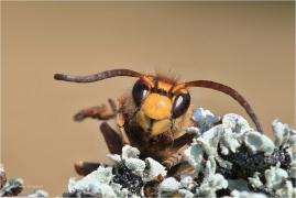<p>SRŠEŇ OBECNÁ (Vespa crabro) ---- /European hornet - Hornisse/</p>